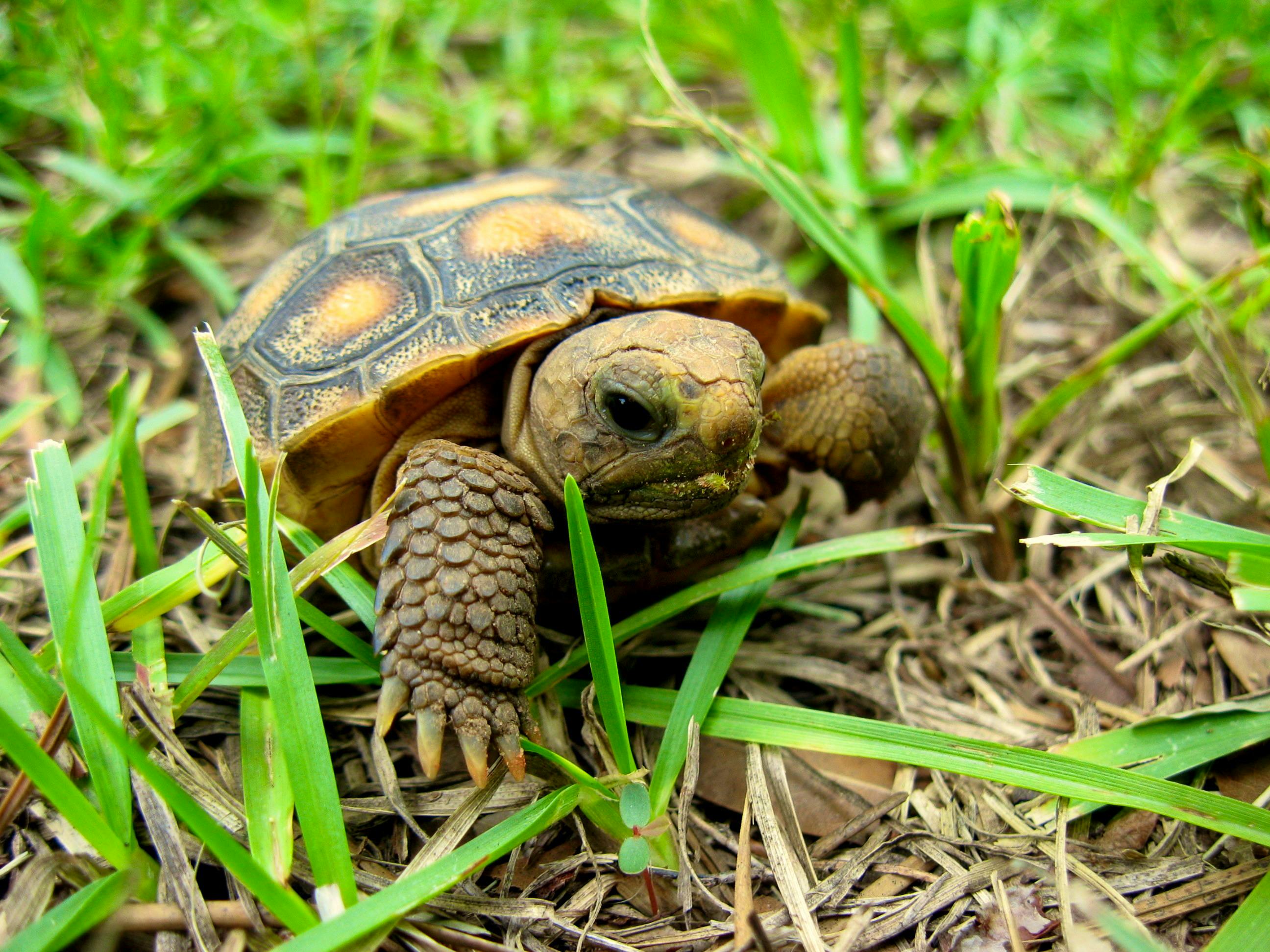 Juvenile gopher tortoise, Alabama